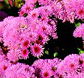 Thailand Flowers - Ageratum