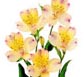 Thailand Flowers - Alstroemeria