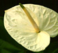 Thailand Flowers - Anthurium