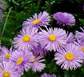 Thailand Flowers - Aster