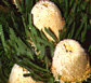 Thailand Flowers - Banksia