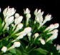 Thailand Flowers - Bouvardia