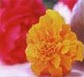 Thailand Flowers - Carnations
