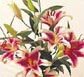 Thailand Flowers - Casablanca Lilies