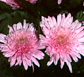 Thailand Flowers - Dendranthema