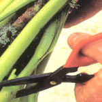 Flower Care and Treatment