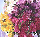 Thailand Flowers - Freesia