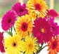 Thailand Flowers - Gerbera