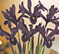 Thailand Flowers - Iris