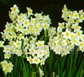 Thailand Flowers - Narcissus