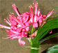 Thailand Flowers - Nerine