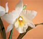 Thailand Flowers - Orchids