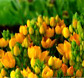 Thailand Flowers - Ornithogalum