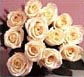 Thailand Flowers - Roses