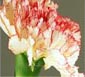 Thailand Flowers - Spray Carnation