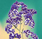 Thailand Flowers - Starttis