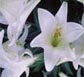 Thailand Flowers - Trumpet Lilies