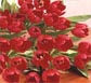 Thailand Flowers - Tulips