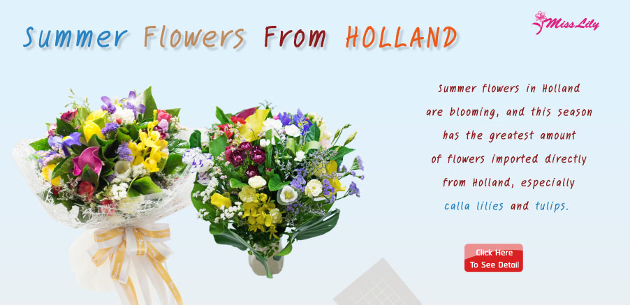 Holland Summer Flower