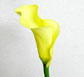 Calla Lilly