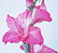 Gladiolus