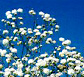 Gypsophila