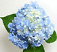 Hydrangea