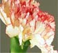 Spray Carnation